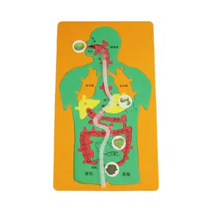 Human digestive system internal organs puzzle