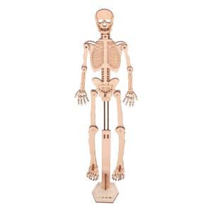 Human skeleton model