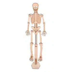 Human skeleton model